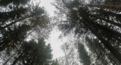 В корткеросском лесу под сваленным деревом обнаружили мертвого рабочего