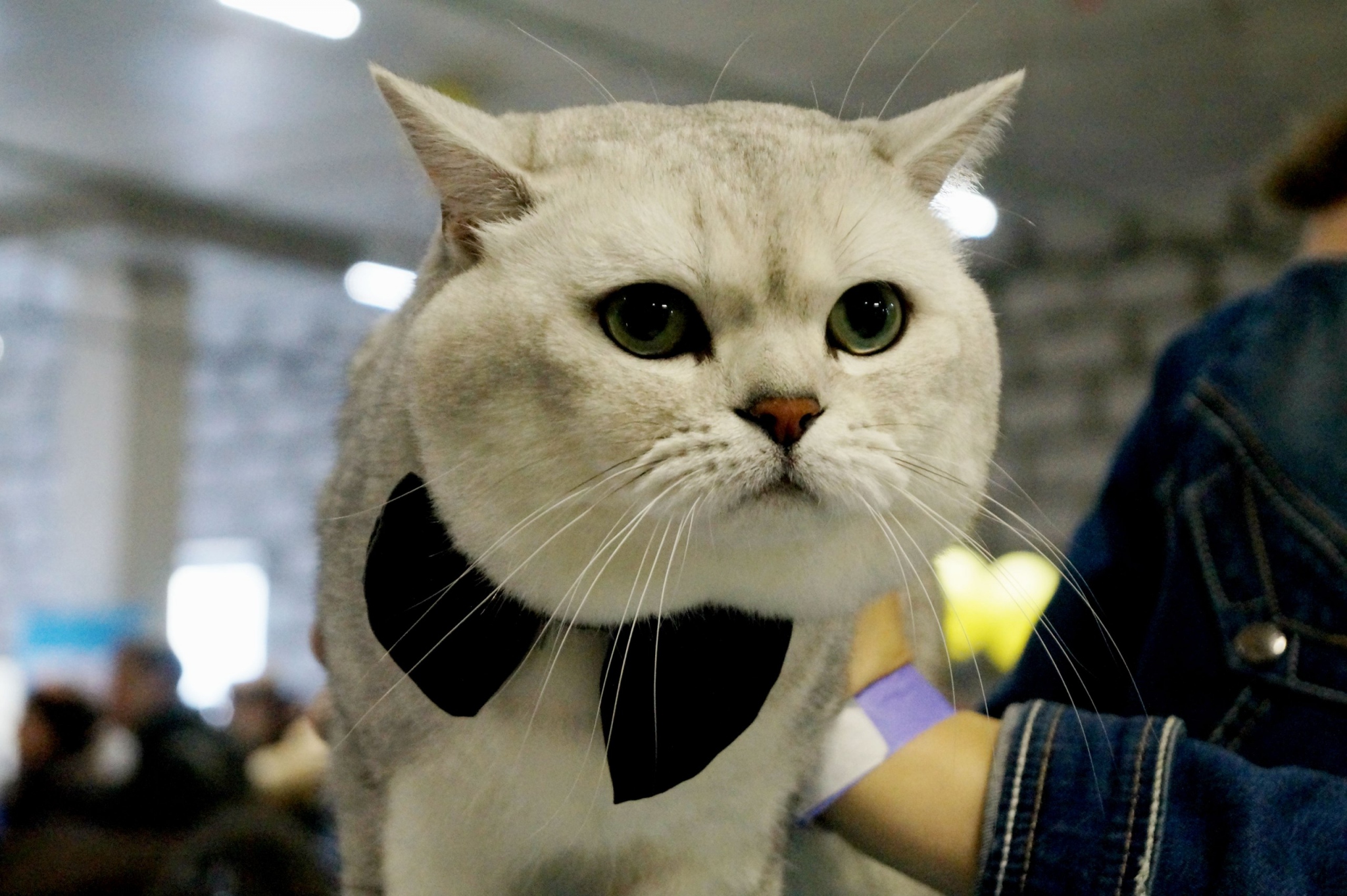Международная выставка кошек «Круглые коты»
