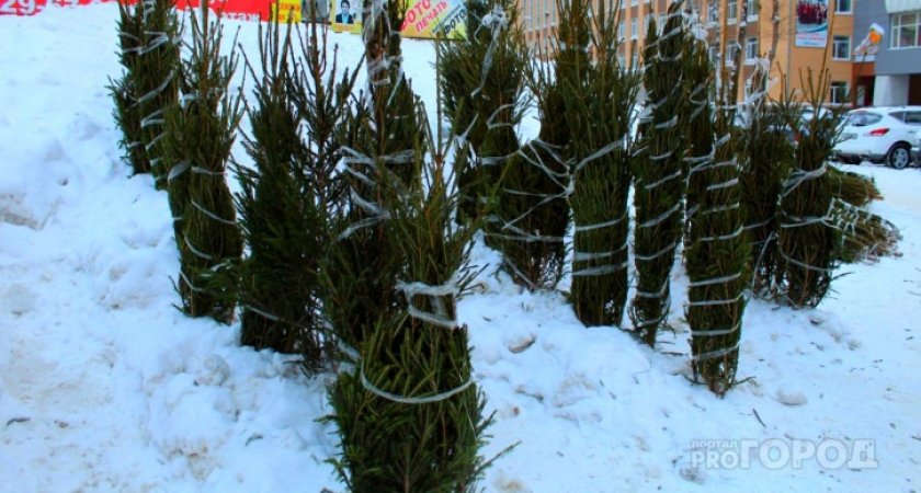Сыктывкарские экоактивисты рассказали, какую елку лучше всего ставить дома