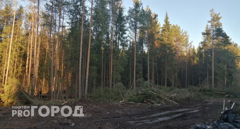 В Коми потушили последний лесной пожар
