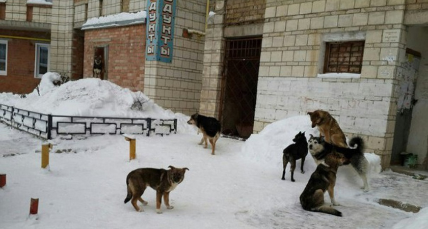 По улицам Коми бегают агрессивные собаки. Люди боятся, что их загрызут