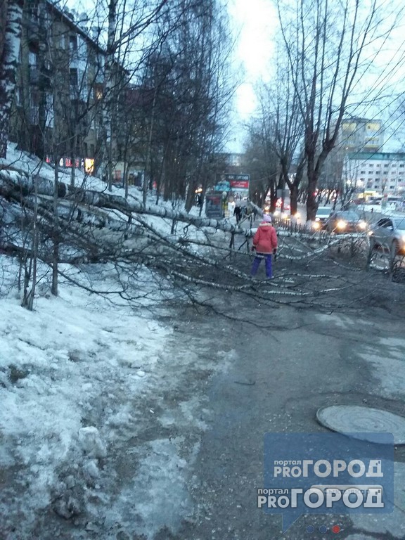 В центре Сыктывкара из-за шквального ветра дерево рухнуло на тротуар (фото)