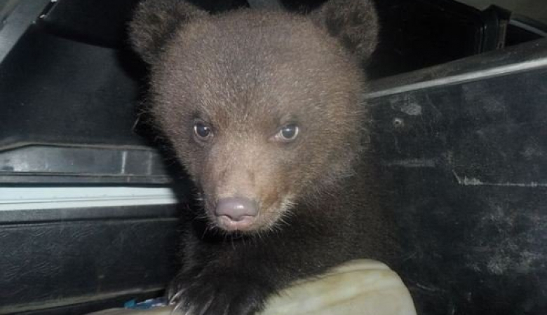 В Коми двух медвежат доставили в отделение полиции