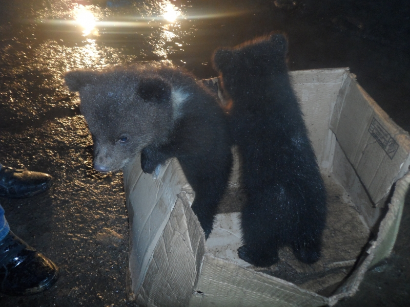 Появились фото и видео медвежат, которых нашли в Коми