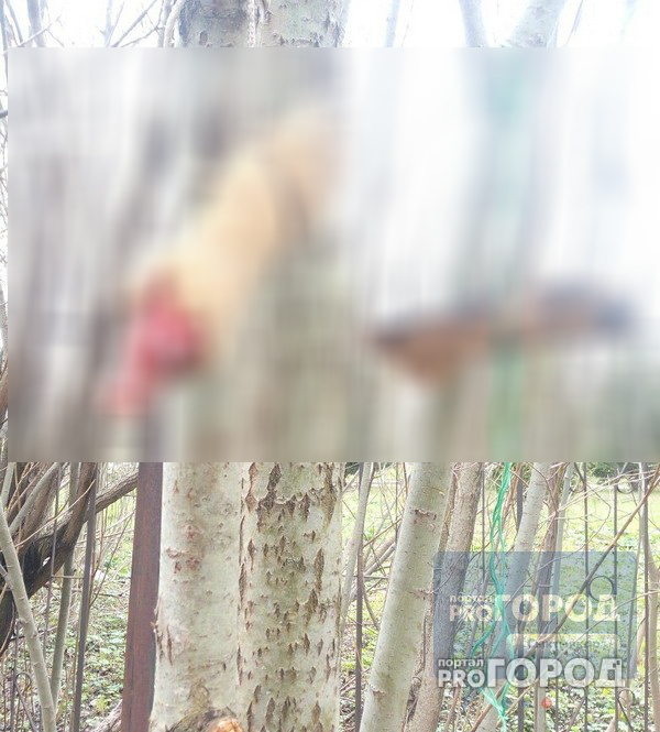 В Сыктывкаре живодеры выпотрошили пса и оставили куски тела висеть на дереве (фото 16+)