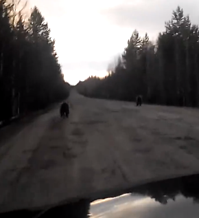 Жители Коми сняли видео, как медвежата бегали по дороге наперегонки