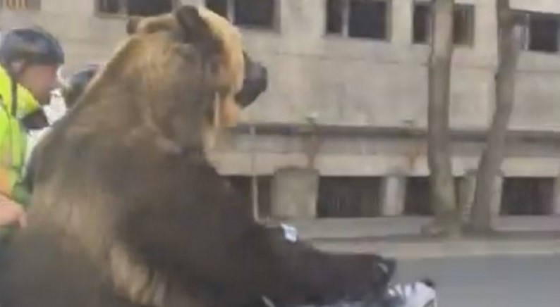 Медведь, который разъезжал на мотоцикле в Сыктывкаре, прославился на всю Россию