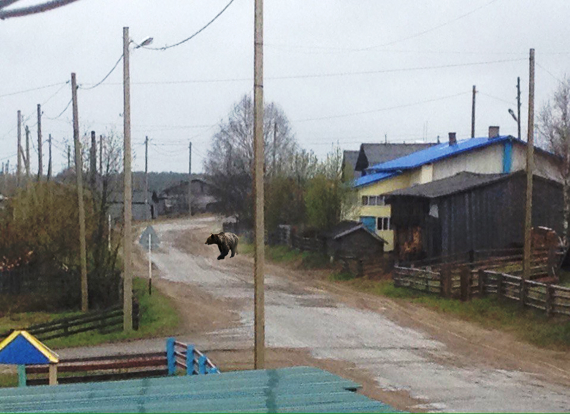 В Коми в центре села гуляли медведица с медвежатами