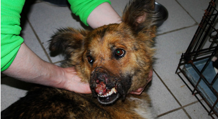 Новости России: собака без носа и труп 3 месяца пролежавший в больнице