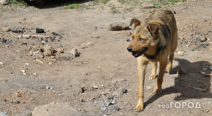 В Коми бродячая собака укусила пятилетнего мальчика за голову