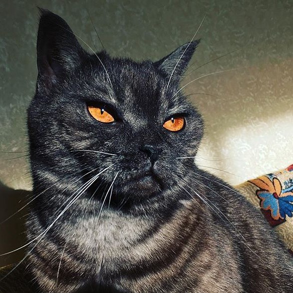 В Instagram на кота из Сыктывкара подписались более 13 тысяч человек