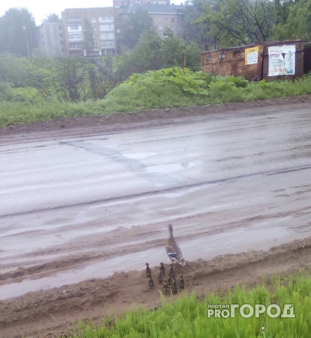 Утка-мать учит своих птенцов переходить дороги в Сыктывкаре (видео)