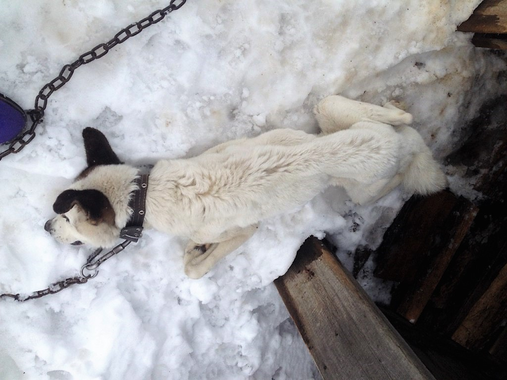 Житель Коми поплатился за то, что замучил до смерти своего пса