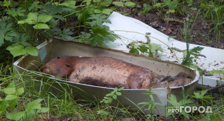Жители Коми рассказали о кладбище животных, где трупы поднялись из-под земли