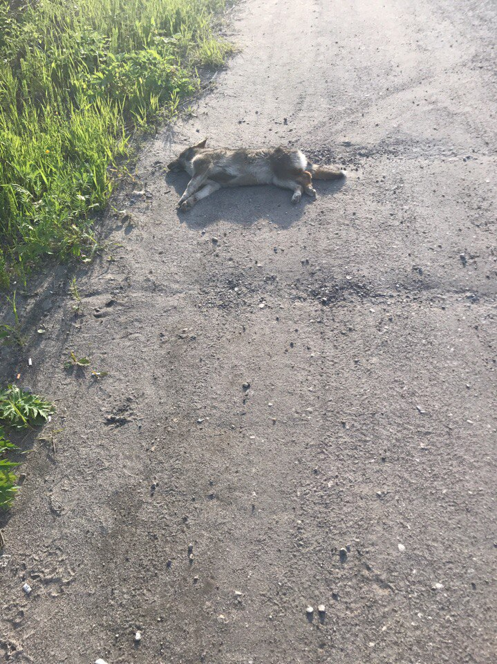 В Коми щенка сбили на машине и бросили умирать на дороге