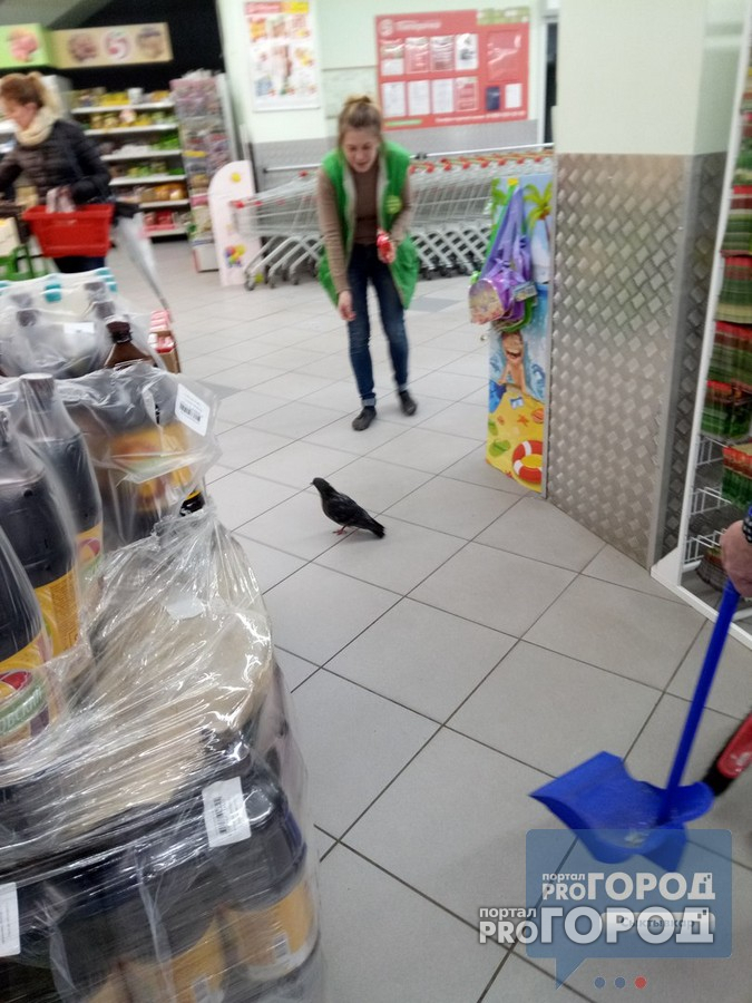 В Сыктывкаре наглый голубь захватил продуктовый магазин (фото, видео)