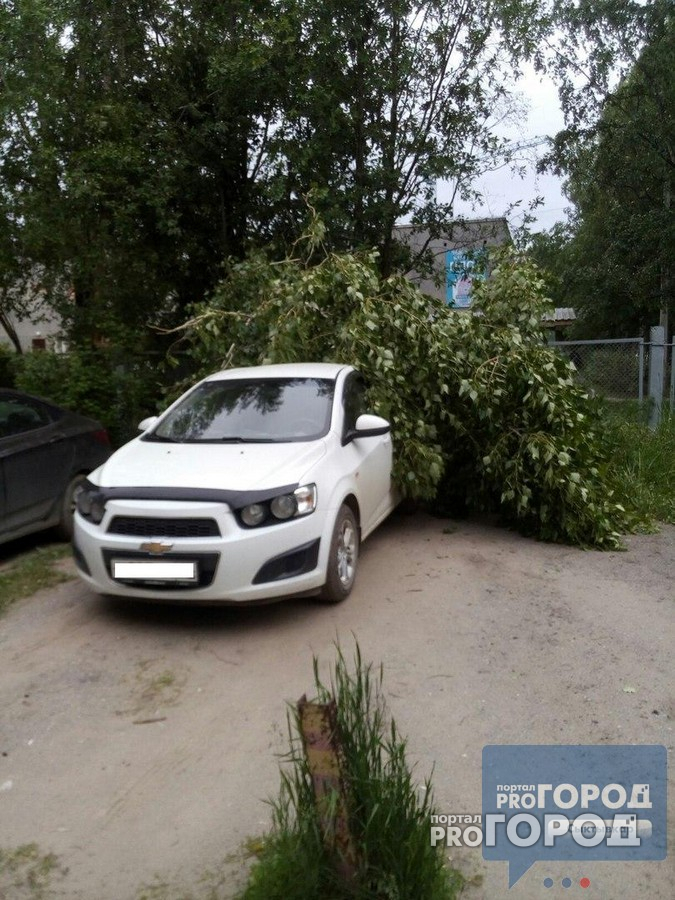 В Сыктывкаре из-за ветра на автомобиль рухнуло дерево (фото)