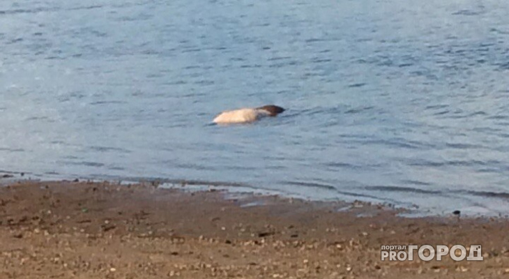 Очевидцы рассказали, как на пляже в Сыктывкаре из воды доставали тело мужчины