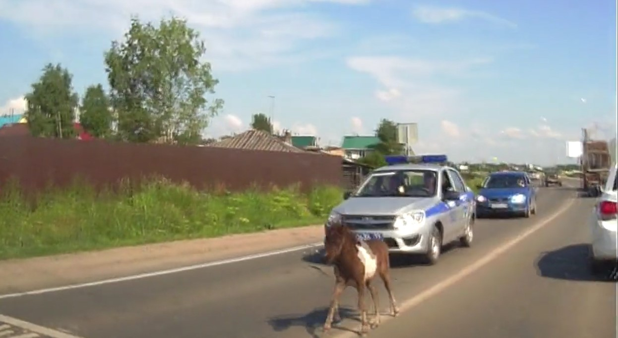Сыктывкарец снял, как машина полиции сопровождала жеребёнка по оживлённой трассе (видео)