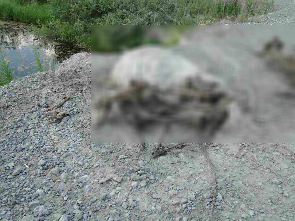 На обочине дороги в Коми обнаружили мешки, полные костей (фото 16+)