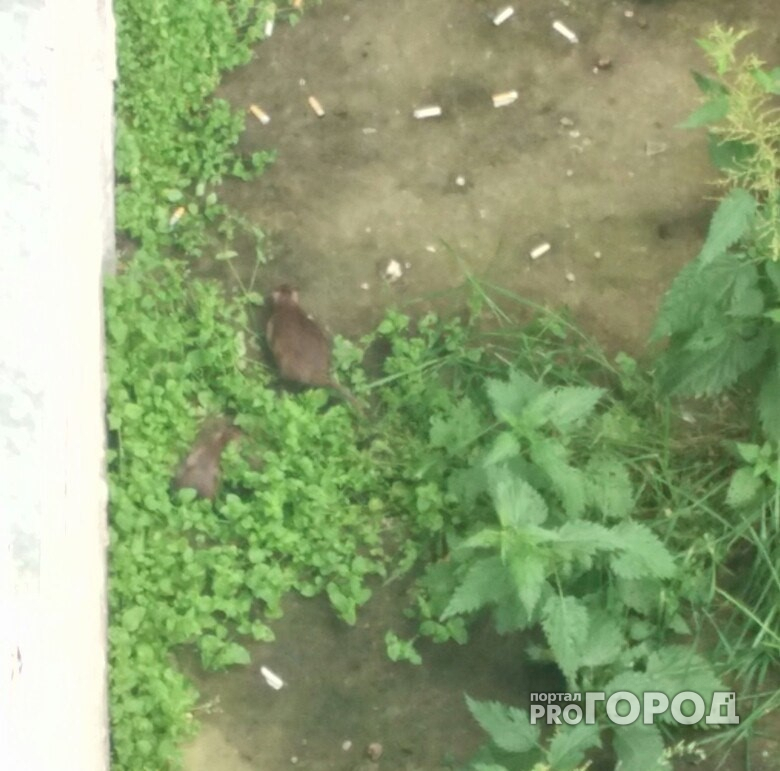 В Сыктывкаре жирные 30-сантиметровые крысы пугают жильцов многоквартирного дома (фото)
