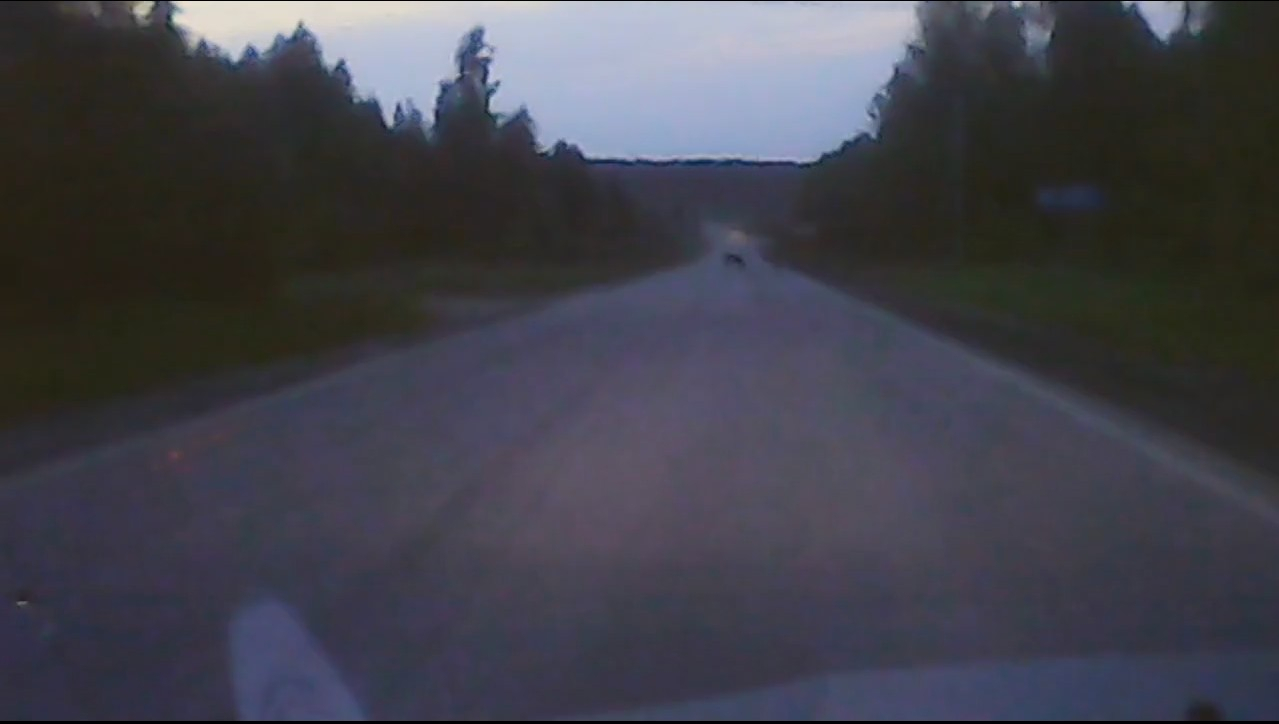 В Коми автомобилист преследовал тощего медведя на свалке (видео)