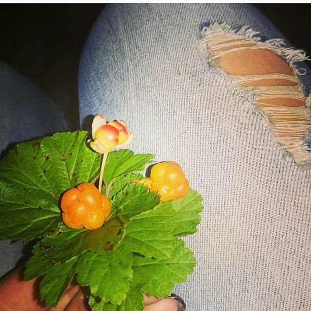 Царь-ягода Коми: лучшие фото морошки из социальных сетей