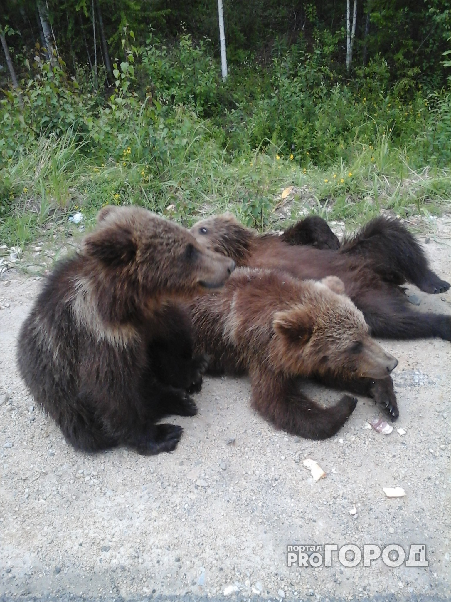 Сыктывкарские подростки убегали от медведя, наблюдавшего за ними из кустов