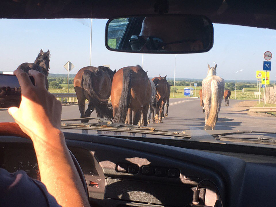 Бродячие лошади создают пробки на трассе под Сыктывкаром (видео)
