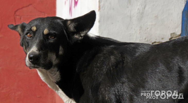 В Коми в картофельной яме на дачном участке застряла собака, которая кидалась на людей