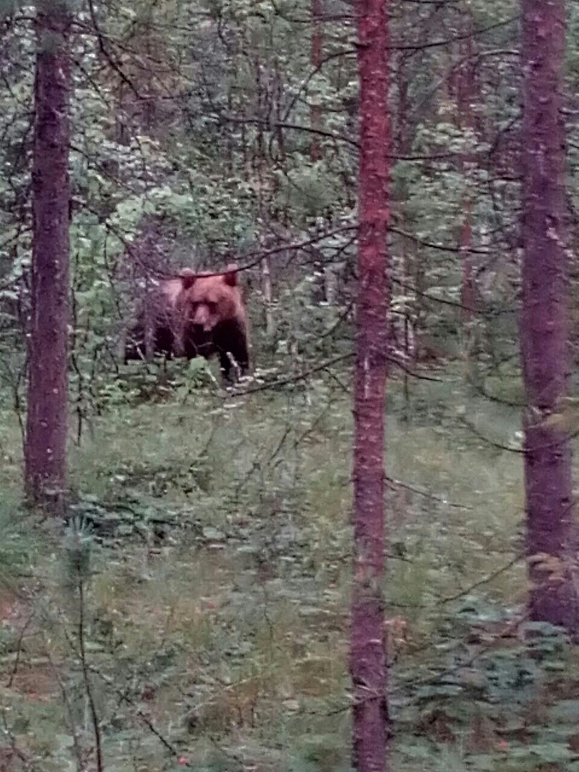 В Коми медведь устроил дикие пляски перед испуганными людьми (фото)