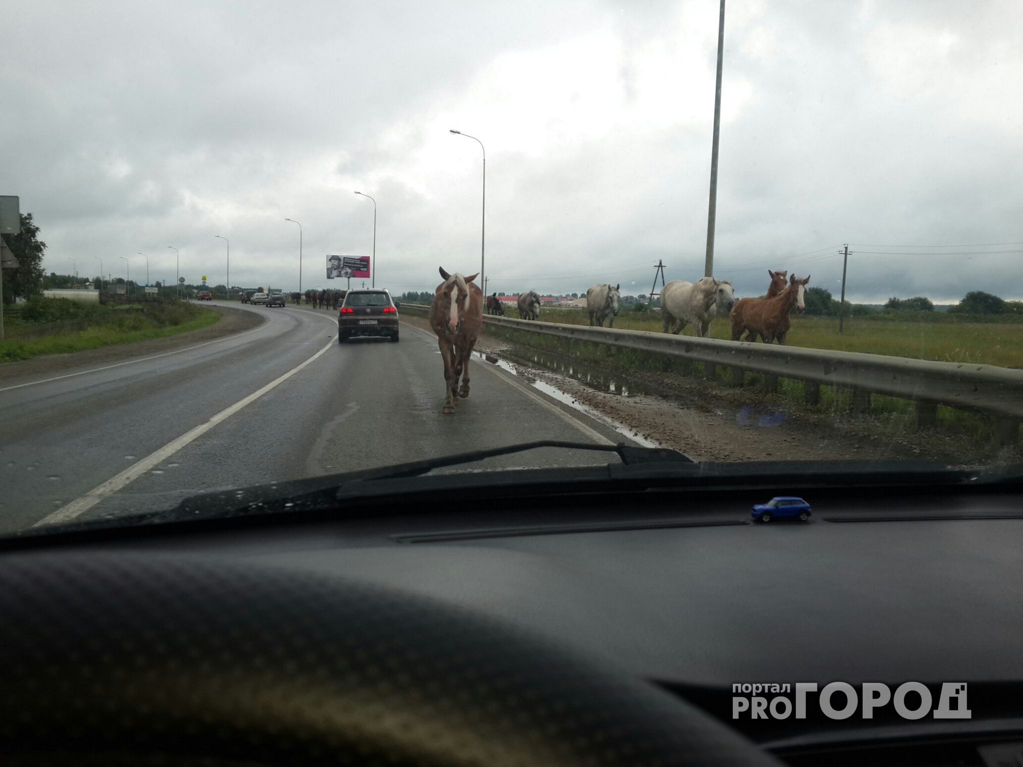 Бродячие лошади под Сыктывкаром бросаются на машины (фото)