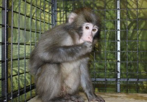 Поющий гиббон и самая красивая в мире мартышка приехали на выставку обезьян в Сыктывкар