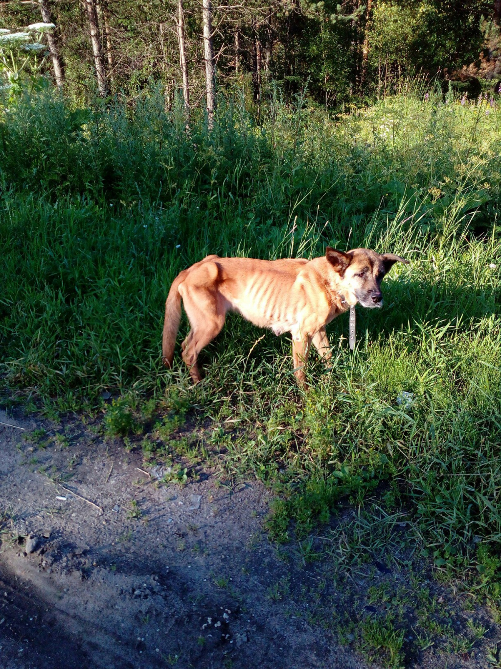 В Сыктывкаре истощённую собаку, которая погибала без еды на трассе, прооперируют (фото)