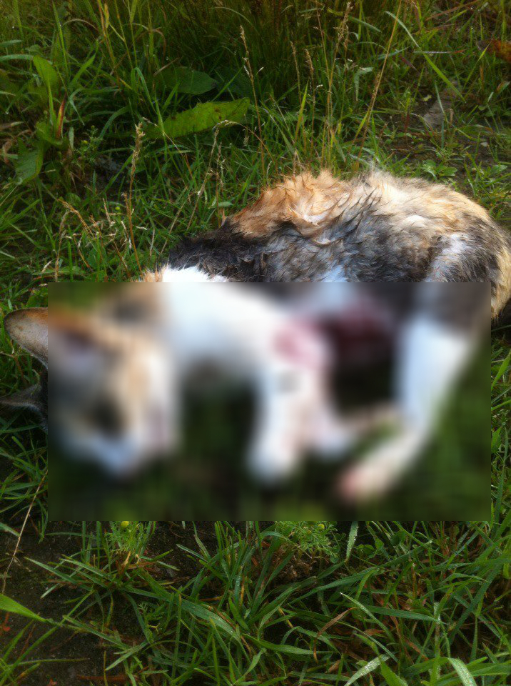В Сыктывкаре живодёры застрелили домашнюю кошку и бросили её у подъезда (фото 16+)