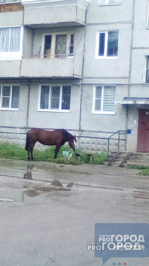 В Коми породистая лошадь бродила по помойкам в поисках еды (фото, видео)