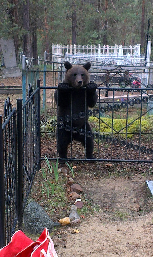 В Коми медведь поселился на кладбище и пугает там людей (фото)