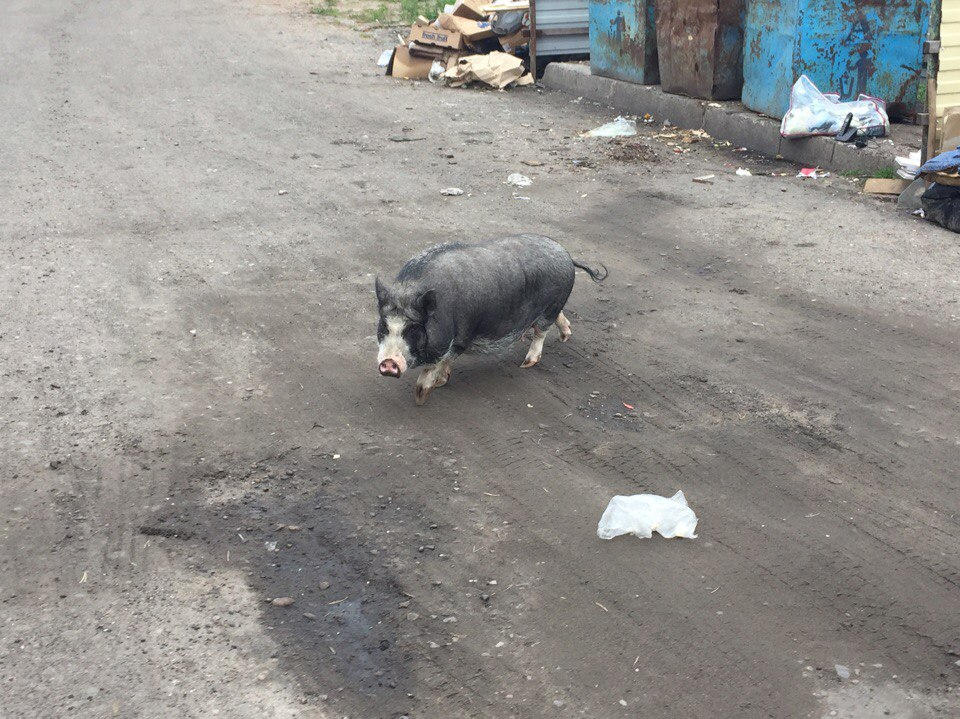 В Коми сбежавшая домашняя свинья стала звездой интернета (видео)