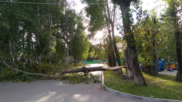 Ветер повалил дерево в Кировском парке Сыктывкара (фото)