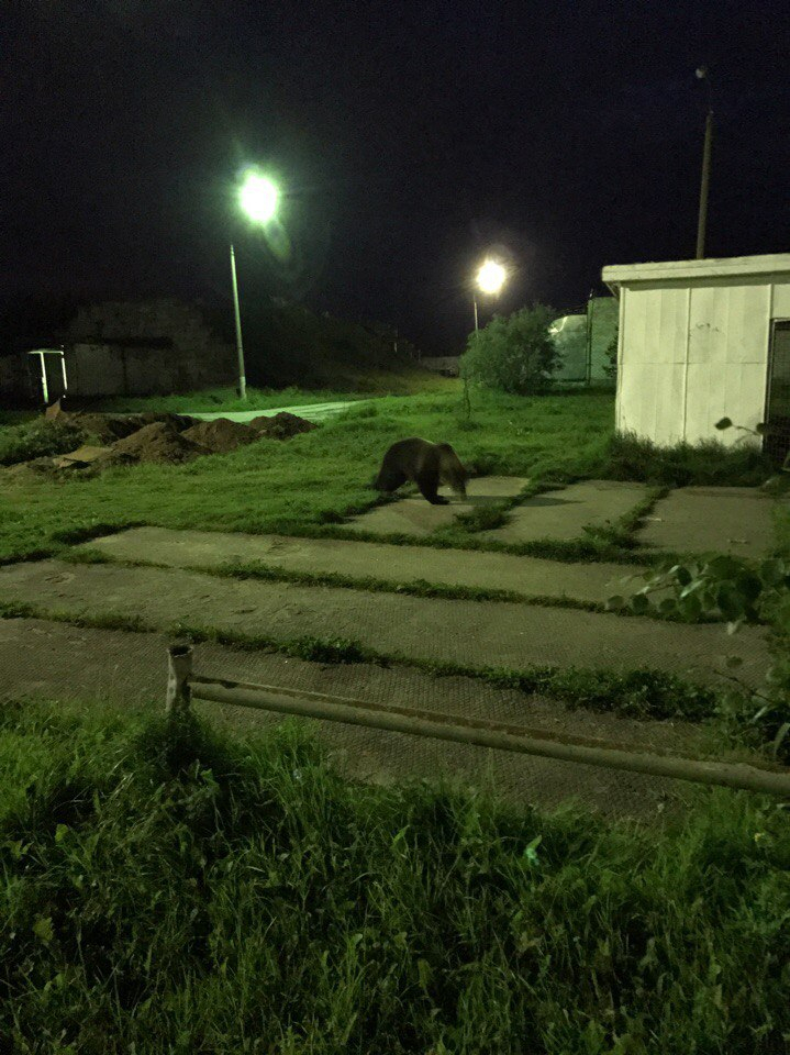 В Коми медведь ограбил воинскую часть(фото)
