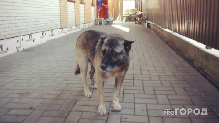 В Сыктывкаре в канализации застрял домашний пес