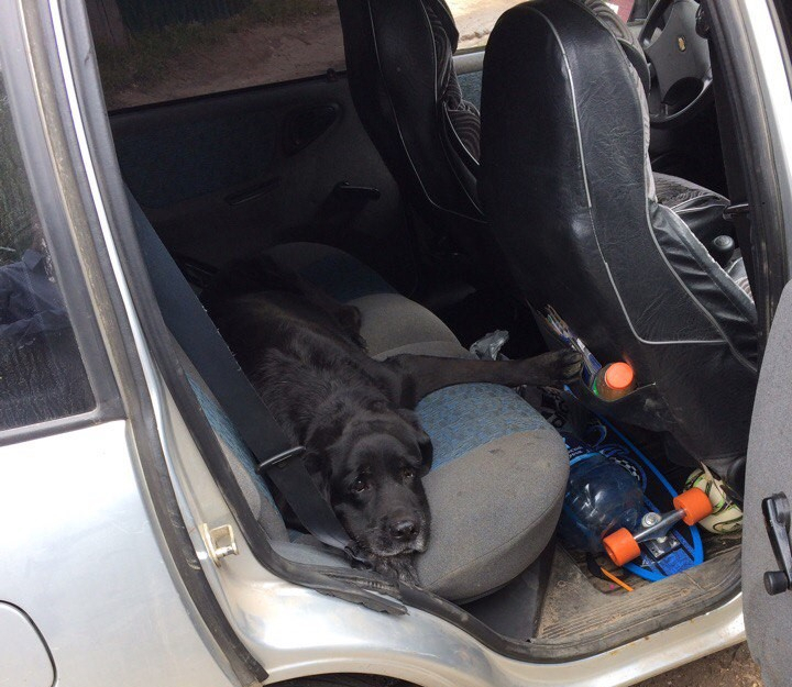 В Сыктывкаре водитель переехал пса, который лечит детей, и уехал с места ДТП (фото)