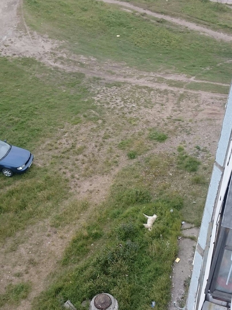 В Коми живодеры выкинули собаку из окна многоэтажки (фото)