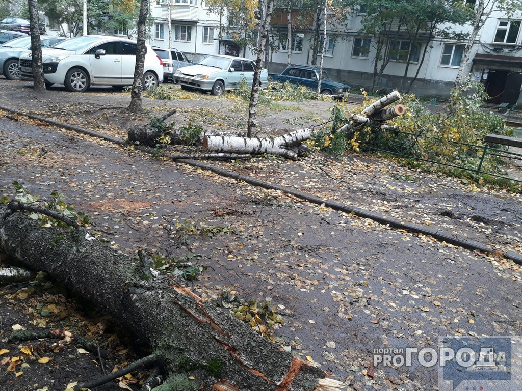 В Сыктывкаре сильный ветер ломал деревья и крушил машины (фото)