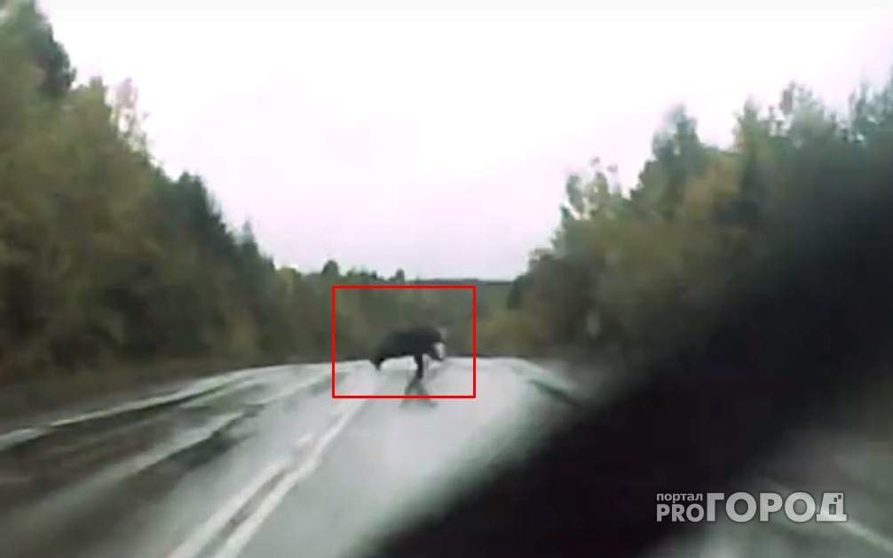 В Коми толстый медведь бодро перебегал трассу прямо перед машиной (видео)