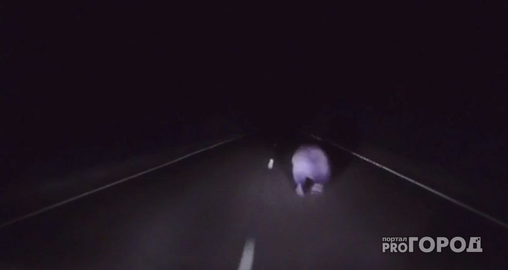 В Коми очевидцы сняли, как перед машиной в ночи мелькал медвежий зад (видео)