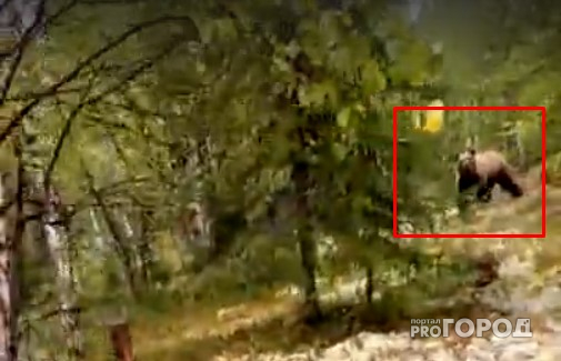 В Коми бесстрашный дед отгонял двухметрового медведя криками: «Пшёл вон!» (видео)