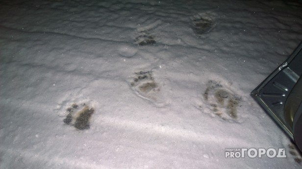 В Сыктывкаре недалеко от Октябрьского проспекта заметили медведя (фото)