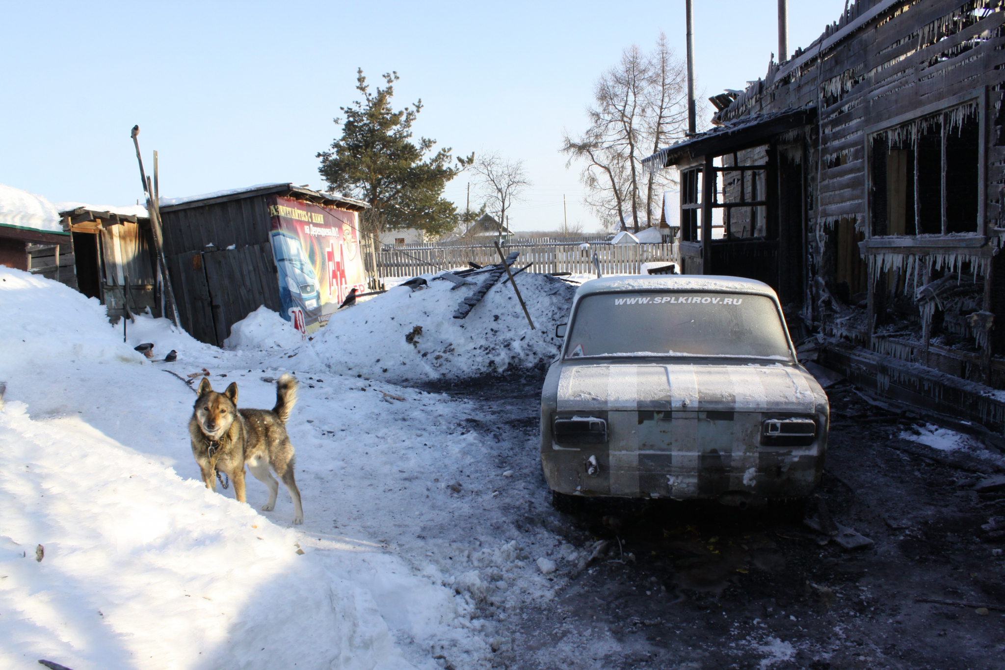 В Коми за два дня волки загрызли пять собак