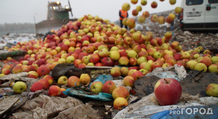 В Сыктывкаре раздавили бульдозером больше полтонны санкционных овощей и фруктов